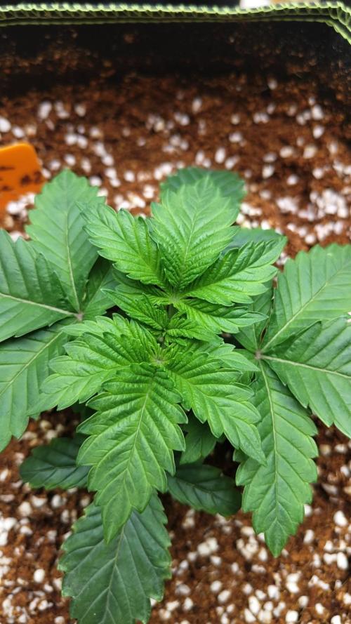 Grandpa Zombie #2. Week 4 - 14/02