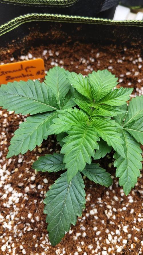 Grandpa Zombie #2. Week 4 - 14/02