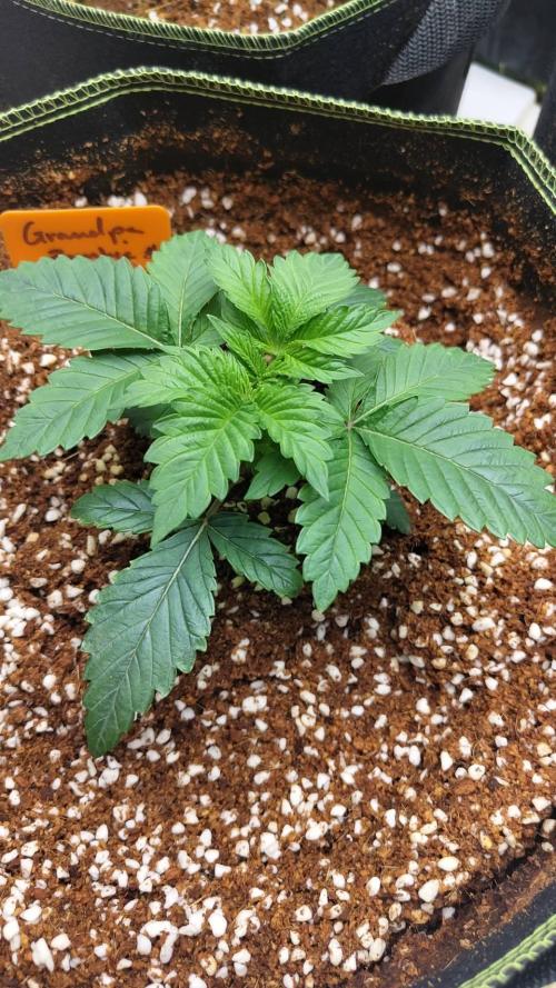 Grandpa Zombie #2. Week 4 - 14/02