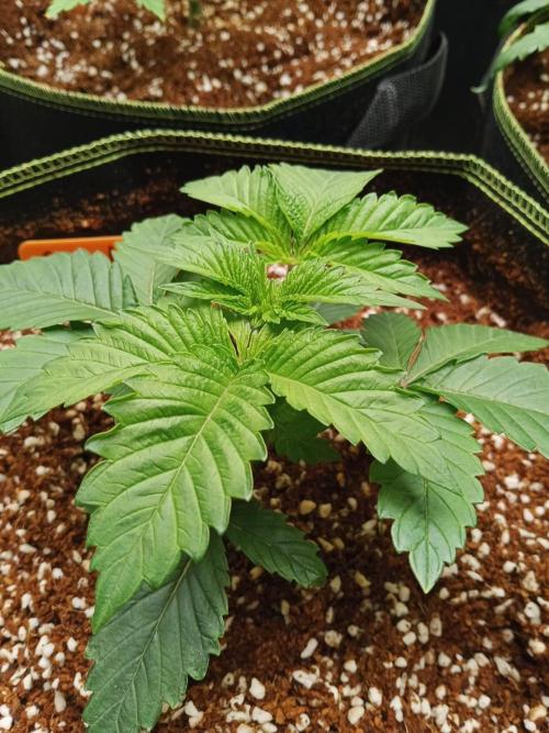 Grandpa Zombie #2. Week 4 - 16/02