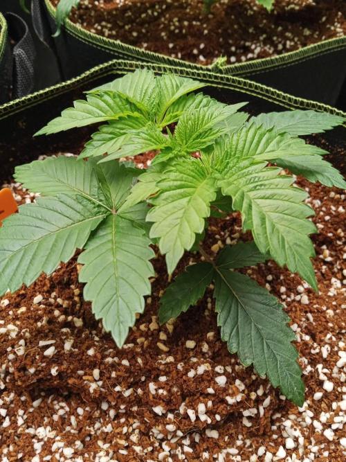 Grandpa Zombie #2. Week 4 - 16/02