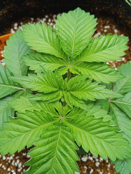 Grandpa Zombie #2. Week 4 - 16/02