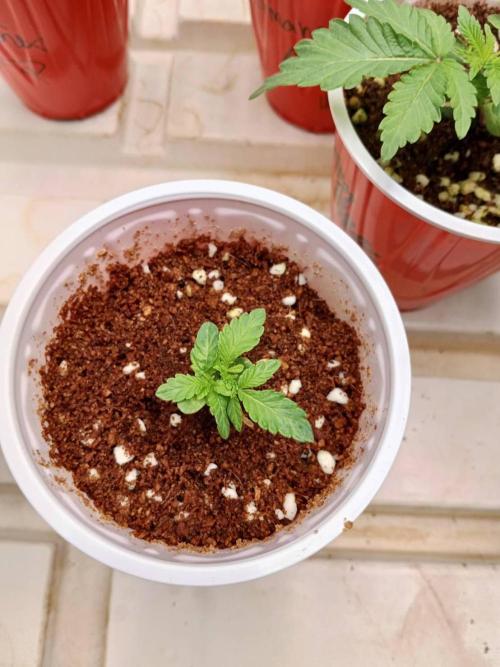 Pralines. Week 3 - 19/02