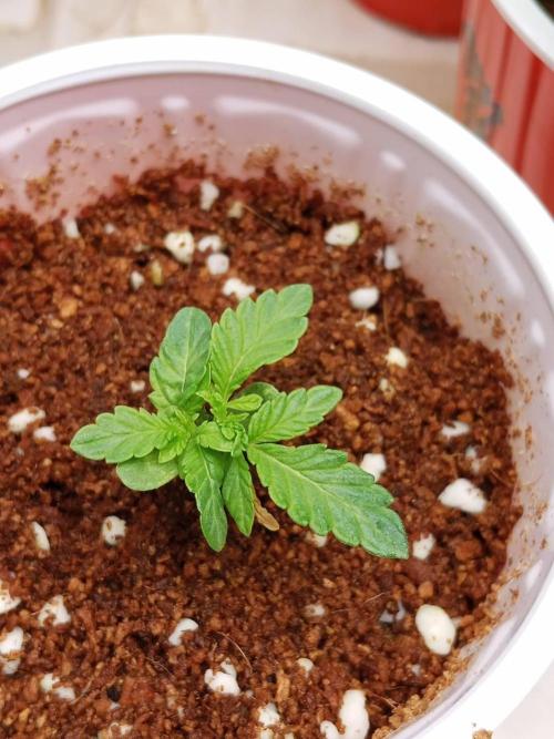 Pralines. Week 3 - 19/02