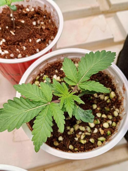 Pralines. Week 3 - 19/02