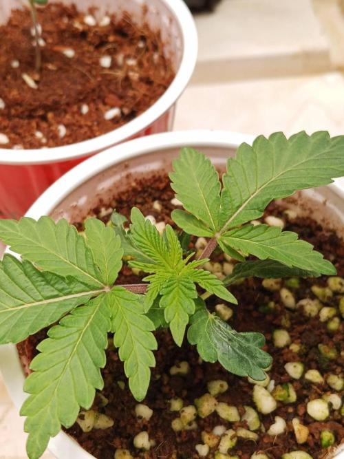 Pralines. Week 3 - 19/02