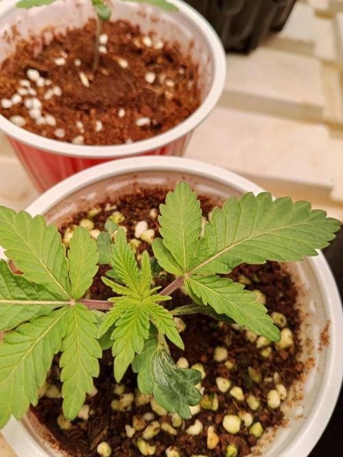 Pralines. Week 3 - 19/02