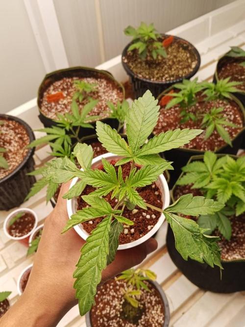 Pralines. Week 3 - 19/02