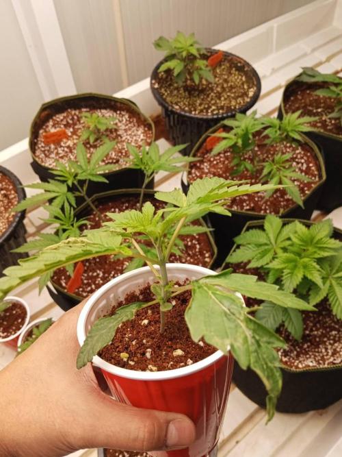 Pralines. Week 3 - 19/02