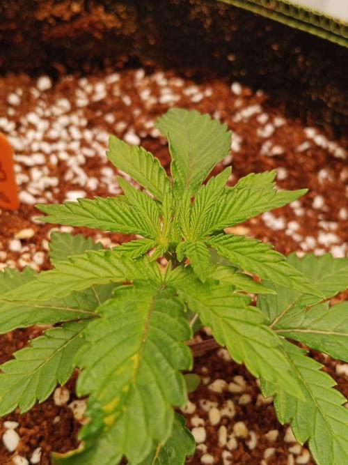 Pralines. Week 3 - 19/02