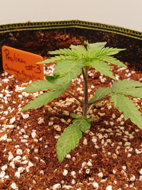 Pralines. Week 3 - 19/02