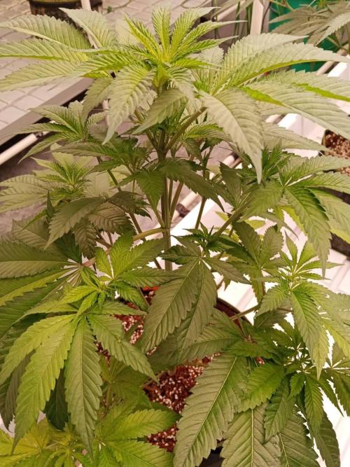 Grandpa Zombie #1. Week 9 - 19/02