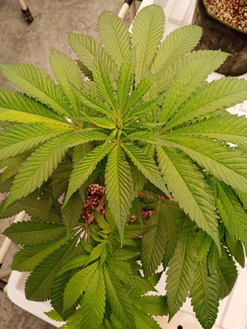 Grandpa Zombie #1. Week 9 - 19/02