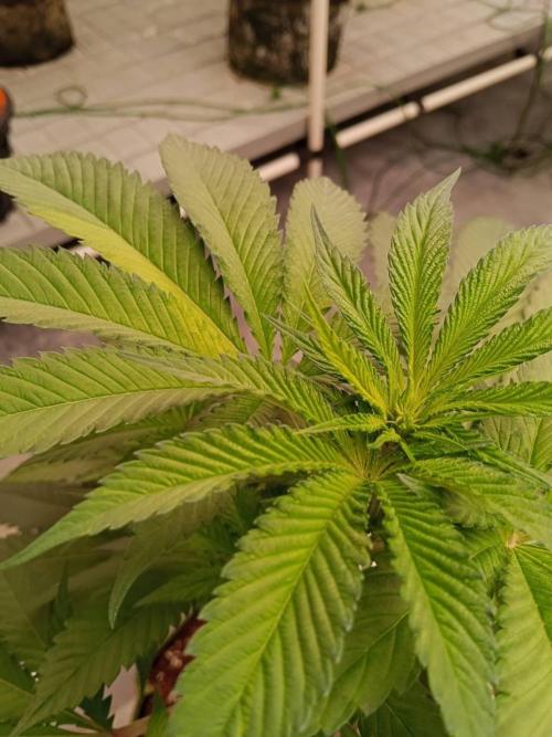 Grandpa Zombie #1. Week 9 - 19/02