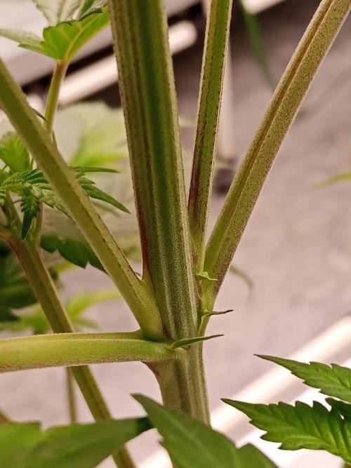 Grandpa Zombie #1. Week 9 - 19/02