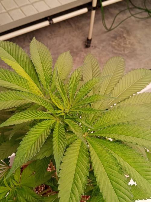 Grandpa Zombie #1. Week 9 - 19/02