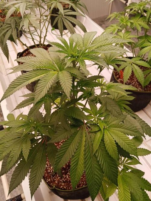 Grandpa Zombie #1. Week 9 - 19/02