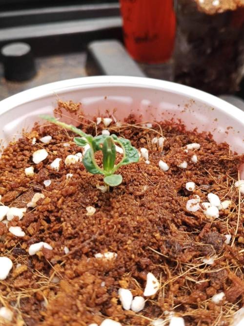 10th Planet R1. Week 2 - 19/02