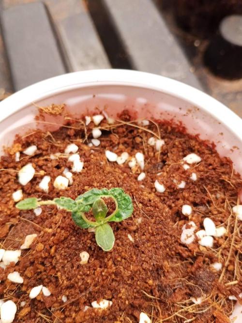 10th Planet R1. Week 2 - 19/02