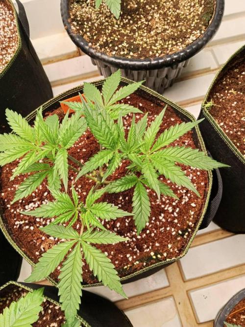 Chocolope Kush (P#1). Week 5 - 20/02