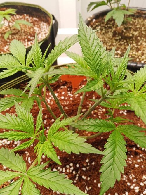 Chocolope Kush (P#1). Week 5 - 20/02