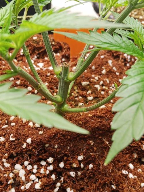 Chocolope Kush (P#1). Week 5 - 20/02