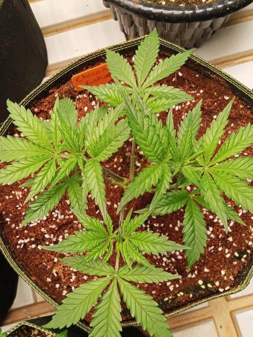 Chocolope Kush (P#1). Week 5 - 20/02