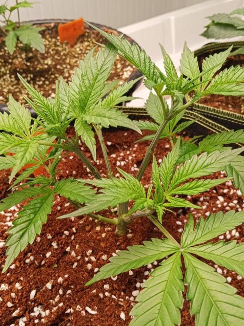 Chocolope Kush (P#1). Week 5 - 20/02