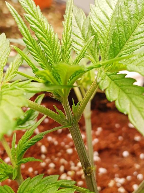 Chocolope Kush. Week 5
