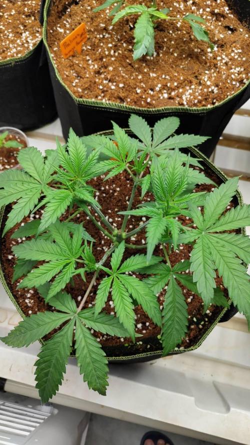 Chocolope Kush (P#1). Week 6 - 22/02