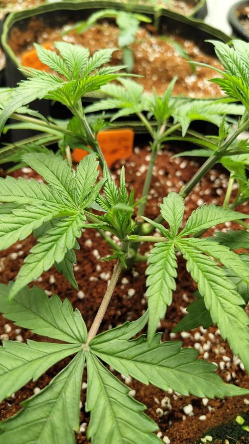 Chocolope Kush (P#1). Week 6 - 22/02