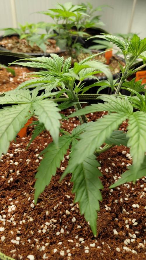 Chocolope Kush (P#1). Week 6 - 22/02