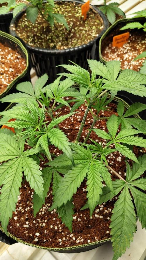 Chocolope Kush (P#1). Week 6 - 22/02