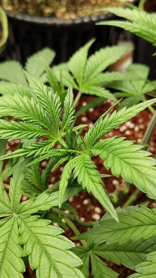 Chocolope Kush (P#1). Week 6 - 22/02