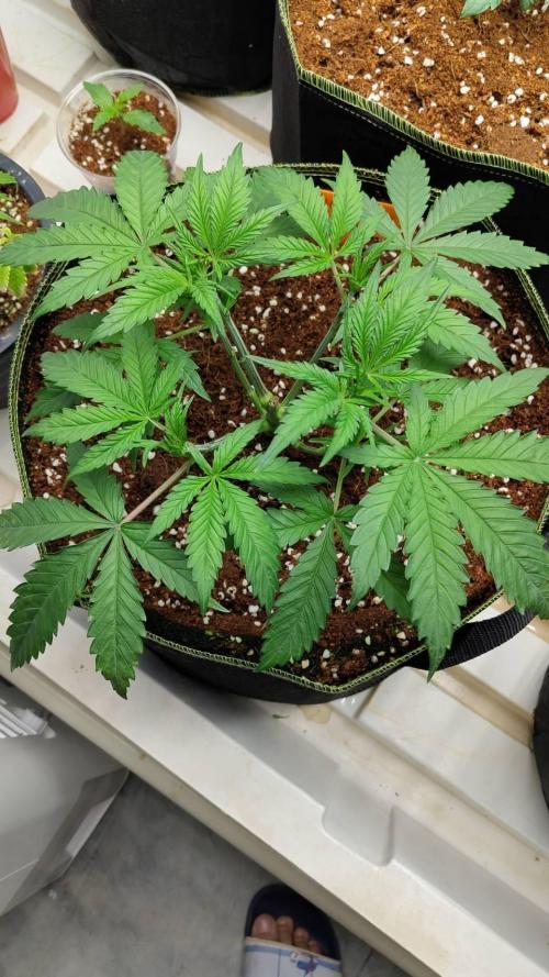 Chocolope Kush (P#1). Week 6 - 22/02