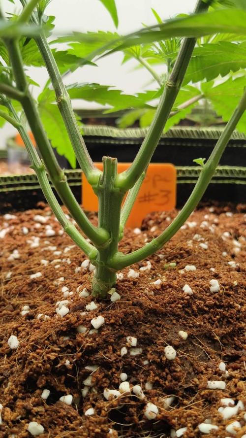 Chocolope Kush (P#1). Week 6 - 22/02