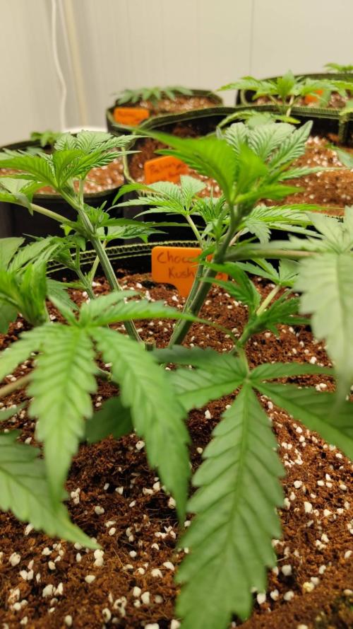 Chocolope Kush. Week 6