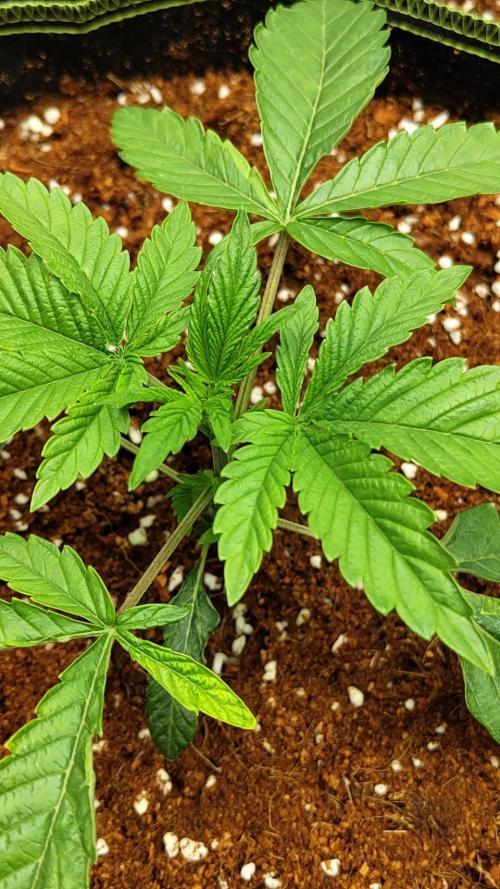 Pralines. Week 4 - 23/02