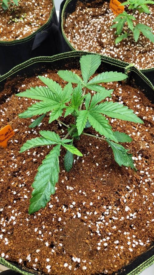 Pralines. Week 4 - 23/02