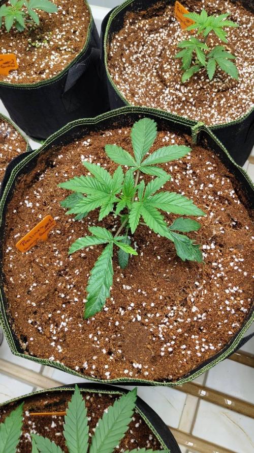 Pralines. Week 4 - 23/02