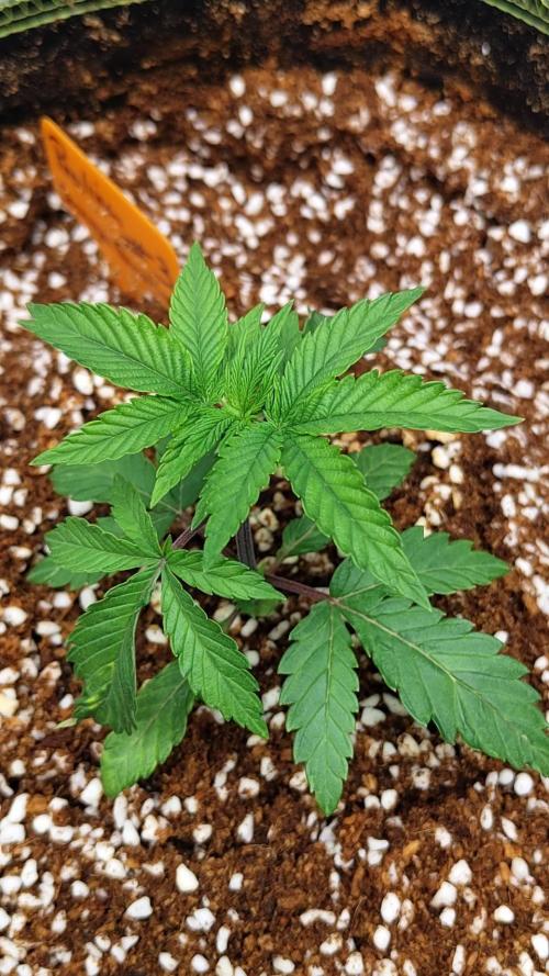 Pralines. Week 4 - 23/02