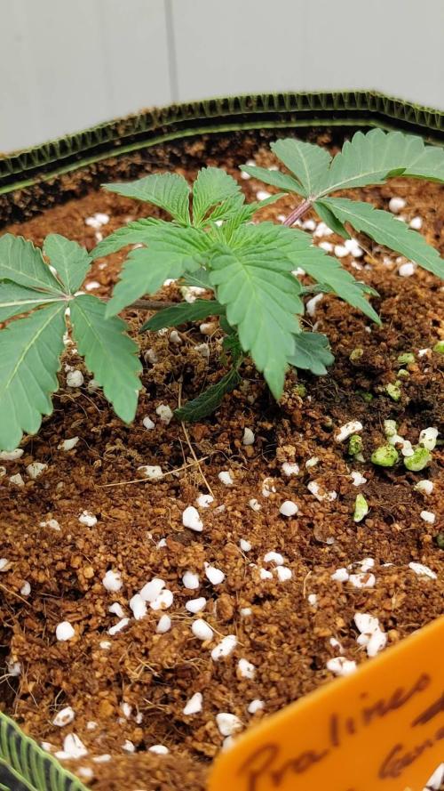 Pralines. Week 4 - 23/02