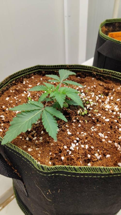 Pralines. Week 4 - 23/02