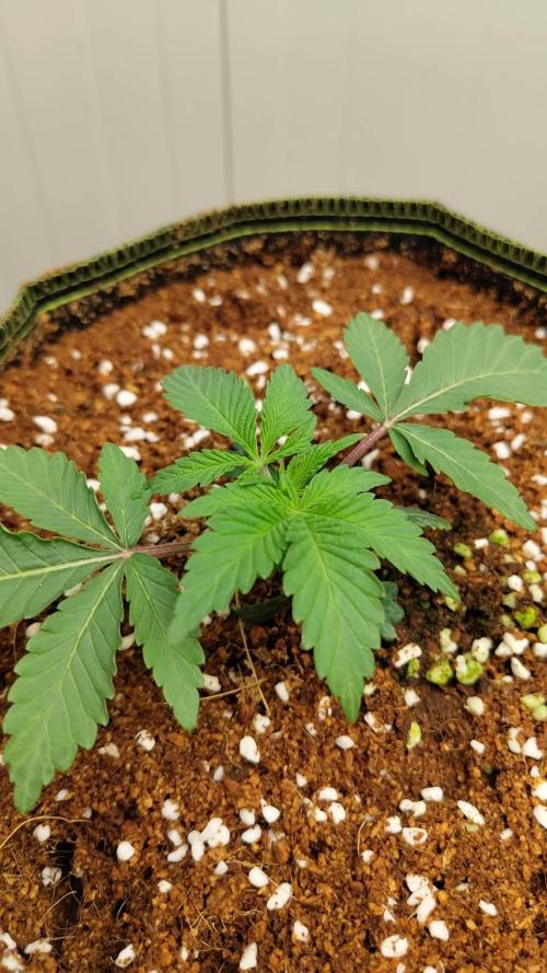 Pralines. Week 4 - 23/02