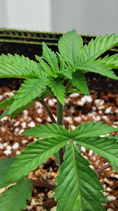 Pralines. Week 4 - 23/02