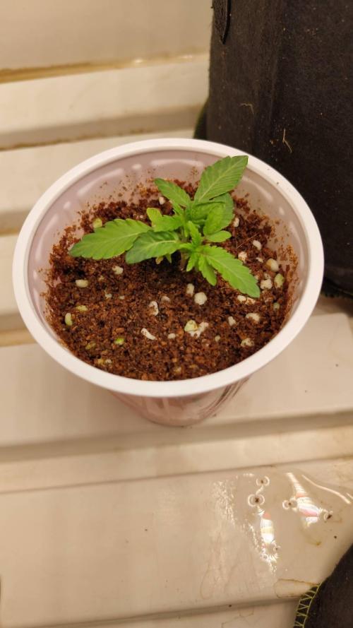 Pralines. Week 4 - 23/02