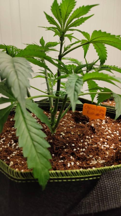 Chocolope Kush (P#1). Week 6 - 26/02