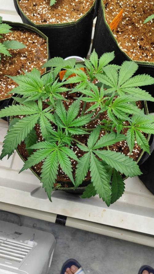Chocolope Kush (P#1). Week 6 - 26/02