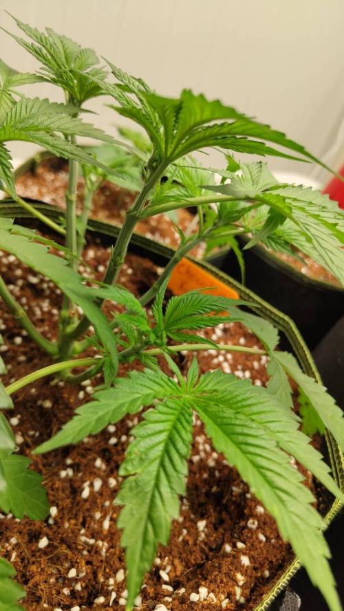 Chocolope Kush (P#1). Week 6 - 26/02