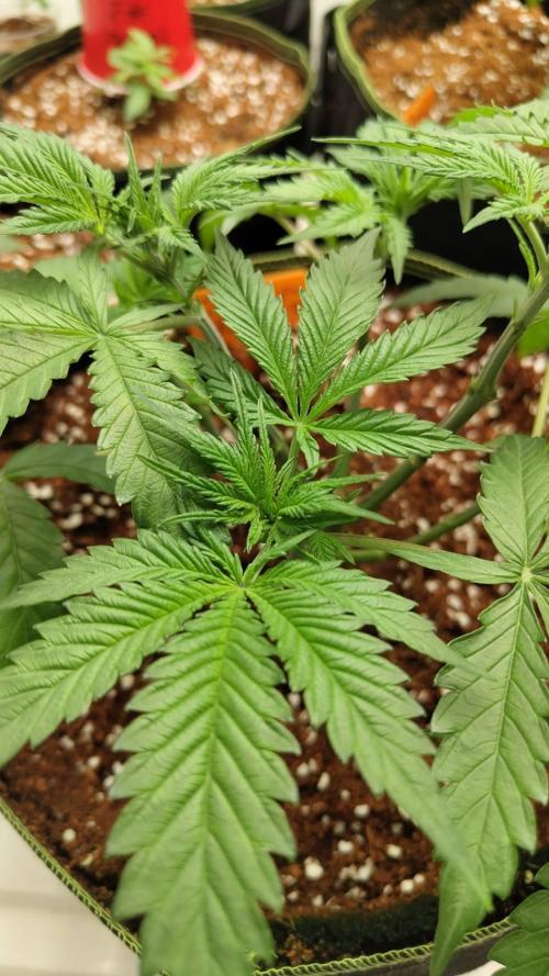 Chocolope Kush (P#1). Week 6 - 26/02